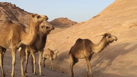 Herd of Camels Walking through the Desert Vídeo Stock 107698902