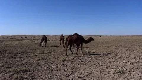 The herd of camels wanders through the desert with a white, stock footage. Stock Footage 304816624