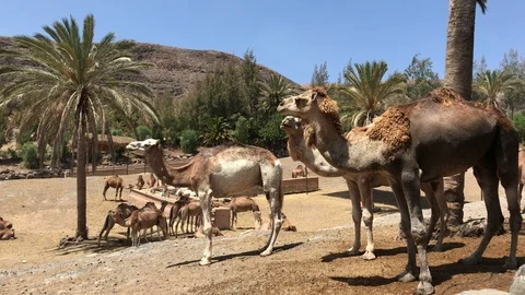 Herd Of Camels At The Zoo Stock Footage 103797001