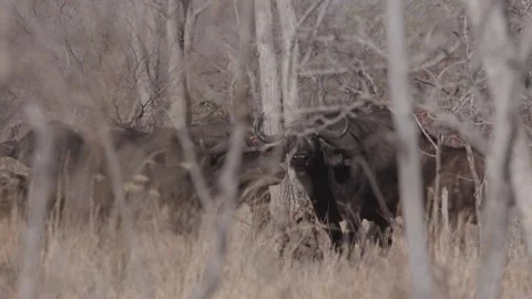 Herd of Cape buffalo encounter Vídeos de archivo 168323648