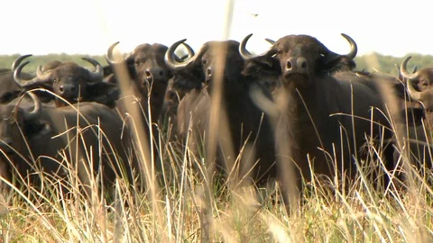 Herd of Cape Buffalo filtered thru Grass Video stock 106795941