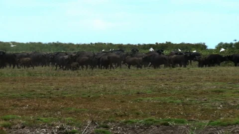 Herd of Cape Buffalo Stock Footage