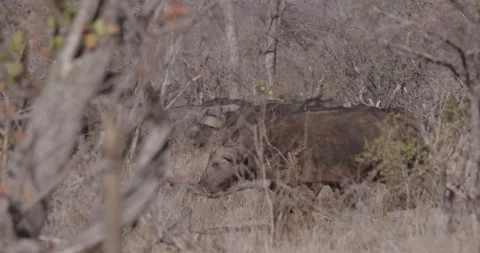 Herd of cape buffalo Stock Footage 168322804