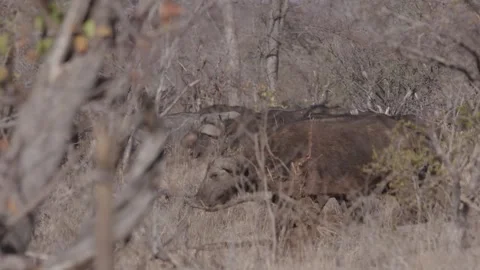 A herd of cape buffalo Vídeos de archivo 168323636