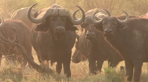 Herd of Cape buffalo looking at camera Stock Footage 46372497