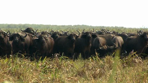 Herd of Cape Buffalo Looking at Camera Video stock 106795905