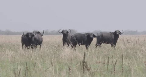 Herd of cape buffalo looking at us Vídeos de archivo 168322920