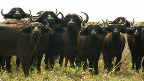 Herd of Cape Buffalo Medium Shot Video stock 106795907