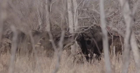 Herd of cape buffalo roaming through woods Vídeos de archivo 168322806