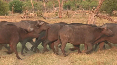 Herd of Cape buffalo stampeeding Stock Footage 46372514