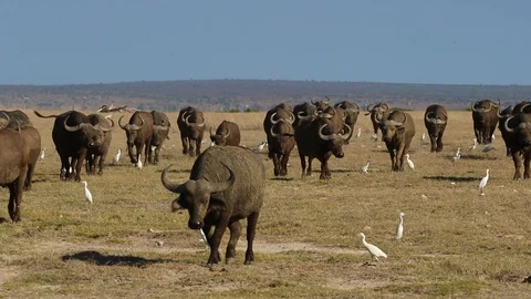 Herd of Cape Buffalo Walking Forward in Africa Stock Footage 104989036