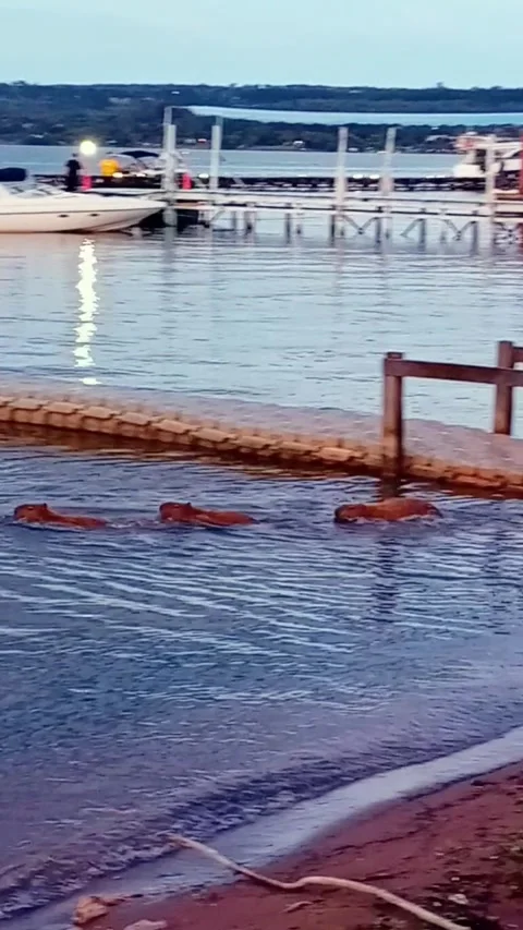 Herd of capybara entering into the water Stock Footage 300746313