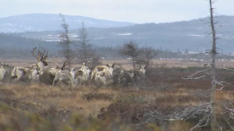 Herd of Caribou Stags &amp; Cows  Running Stock Footage 34333618