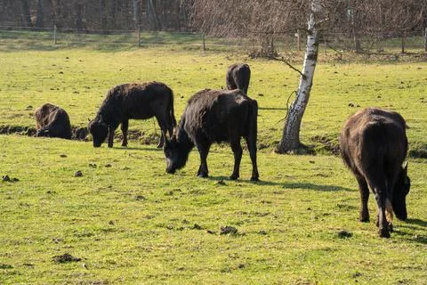 Herd of carpathian water buffalos while grazing on the grass field Foto stock