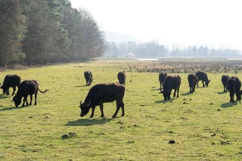 Herd of carpathian water buffalos while grazing on the grass field Stock Photos