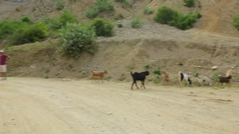Herd of cattle along with people and vehicles on an unpaved road Stock Footage 77444529