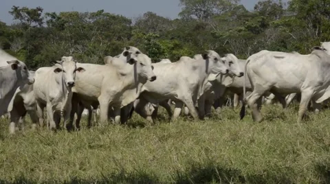 Herd of cattle in the Amazon rainforest region Stock Footage