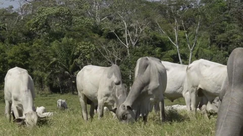 Herd of cattle in the Amazon rainforest region Stock Footage 51258598