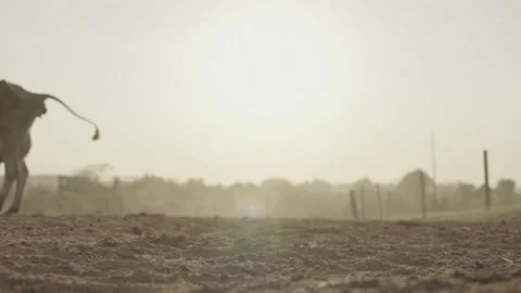 Herd of cattle being transported to the pasture. Vídeo Stock 131883682
