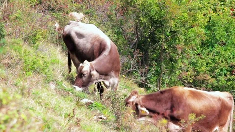 Herd of cattle, brown cows grazing on green hill, windy day Video stock 101638453