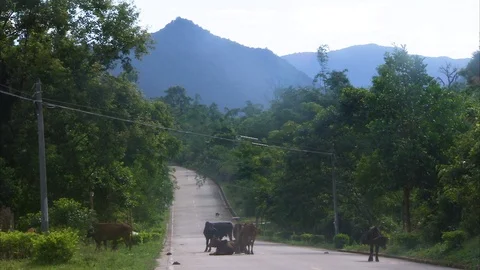 Herd of cattle at countryside road Stock Footage 89071575