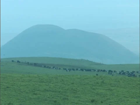 Herd of Cattle at Dawn Stock-Footage 22244410