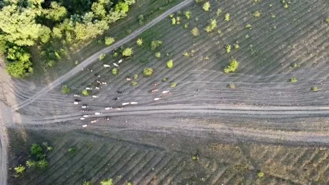 A herd of cattle is driven into the field by shepherds. Top view, aerial view Stock Footage 137495425