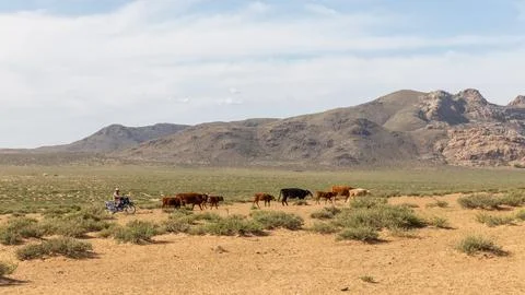A herd of cattle is driven through the Mongolian steppe by a nomad on a motor Stock Photos
