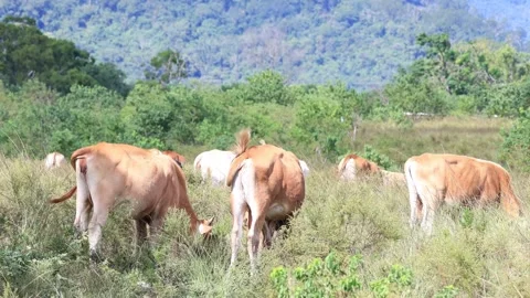 A herd of cattle eat grass in the wild performs a cows tail flick show. Video stock 278285642