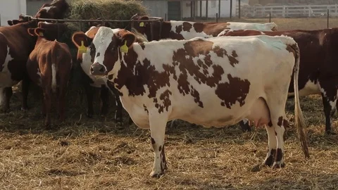 Herd of cattle eat straw Stock Footage 73953473