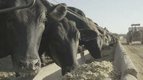 Herd of cattle eating feed in the trough in slow motion. Vídeo Stock 131883897