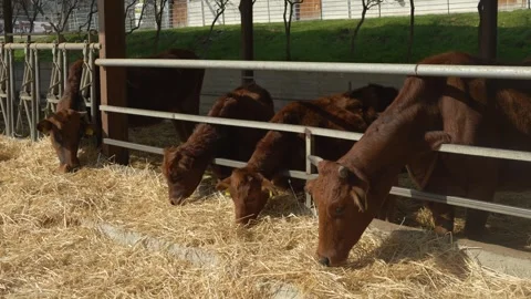 Herd of cattle eating straw in barn, showcasing farm management, animal Stock Footage 315603239