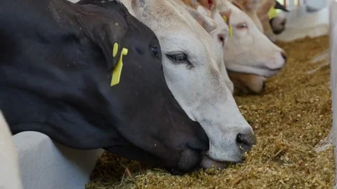 Herd of cattle feeding on silage and feed in the cement trough. Organic cattl Stock Footage 265877808
