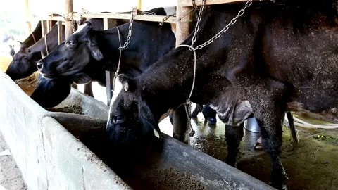 Herd of cattle feeding on silage and feed in the cement trough. Organic cattle Video stock 334655023