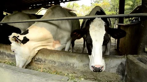 Herd of cattle feeding on silage and feed in the cement trough. Organic cattle Vídeos de archivo 334655435