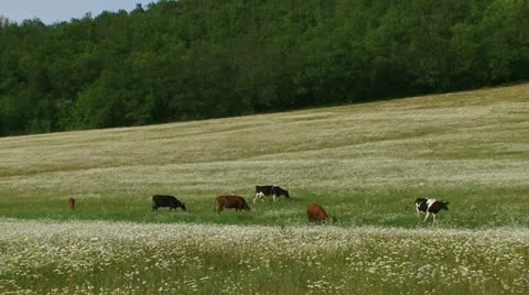 Herd of cattle in a field Stock Footage 21424696