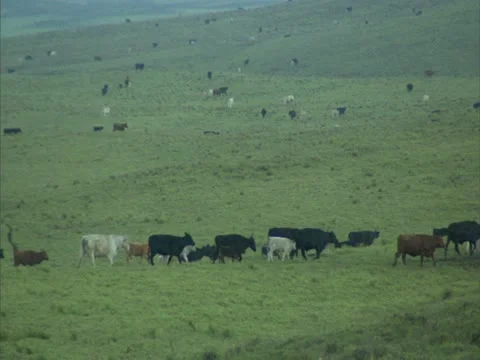 Herd of Cattle Stock-Footage 22244407