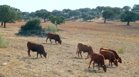 Herd of cattle Stock Footage 62554076