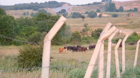 Herd of cattle Stock Footage 205834087