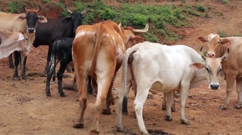 Herd of cattle in forest Stock Footage 48741766