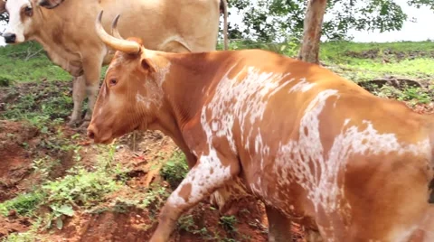 Herd of cattle in forest Stock Footage 48742847