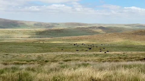Herd of Cattle Grazing Across Open Moorland Valley in Dartmoor National Park Видео 348197152