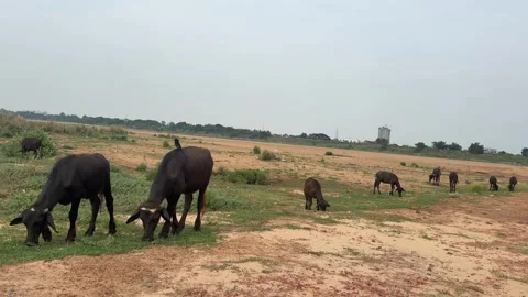 Herd of Cattle Grazing on Dry Riverbed Near Bhubaneswar Odisha India Stock Footage 338040687