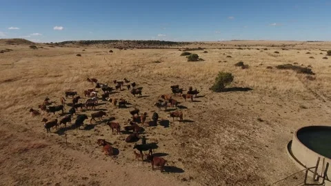 Herd of Cattle Grazing in a Field by a Farm Dam and Crib Stock Footage 243573093