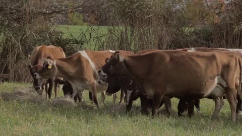 Herd of Cattle Grazing in a Field Stock Footage 81751935