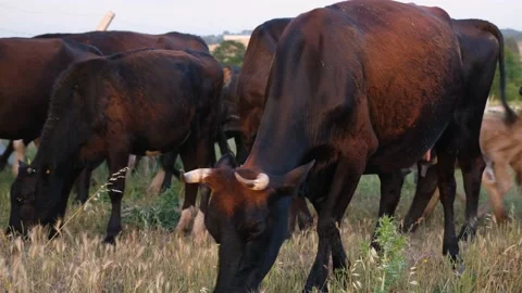 Herd of cattle grazing Stock Footage 197381660