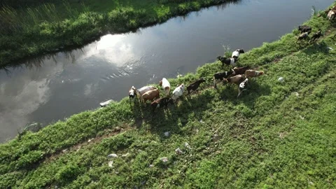 Herd of cattle grazing Stock Footage 208809802