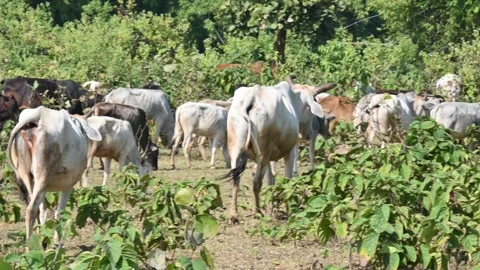 A herd of cattle grazing in a grassy field. Stock Footage 339645753