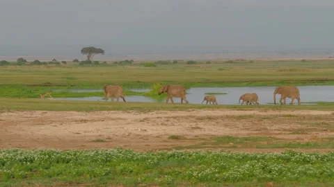 A herd of cattle grazing on a lush green field Stock Footage 155393281