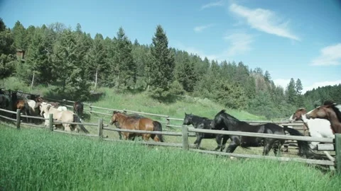 A herd of cattle grazing on a lush green field Stock Footage 155397357